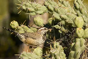 Cholla: Cactus Wren - Building a nest in a Chain Fruit