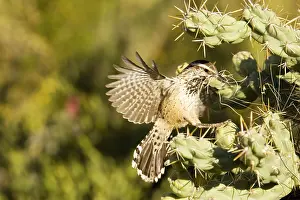 Cholla: Cactus Wren - Building a nest in a Chain Fruit