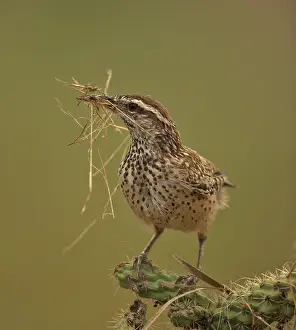 Brunneicapillus: Cactus Wren (Campylorhnchus brunneicapillus)-Arizona-Gatheri