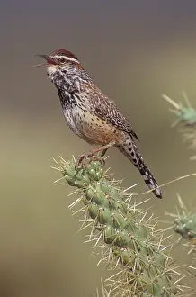Brunneicapillus: Cactus Wren (Campylorhnchus brunneicapillus)-Arizona-In Chol