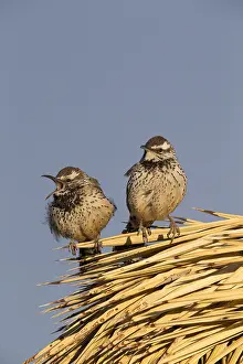 Brunneicapillus: CactUS Wren - CampylorhynchUS brunneicapillUS -