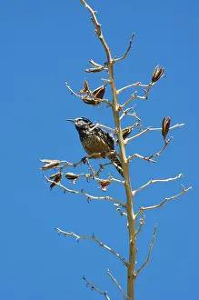 Agave: Cactus Wren (Campylorhynchus brunneicapillus)
