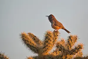 Passeriforme: Cactus Wren (Campylorhynchus brunneicapillus). McDowell