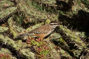Passeriforme: Cactus Wren (Campylorhynchus brunneicapillus). McDowell
