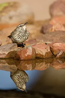 Brunneicapillus: Cactus Wren, Campylorhynchus brunneicapillus
