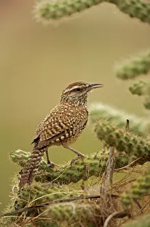 Brunneicapillus: Cactus Wren - in Cholla cactus (Opuntia spp.) It