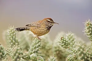 Cholla: Cactus Wren - In Cholla cactus (Opuntia spp.)