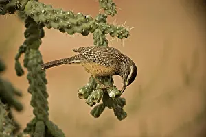 Brunneicapillus: Cactus Wren - In Cholla cactus (Opuntia spp.) -Often