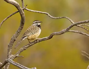 Brunneicapillus: Cactus Wren - in dead bush
