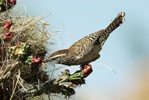 Brunneicapillus: Cactus Wren - about to enter nest with food