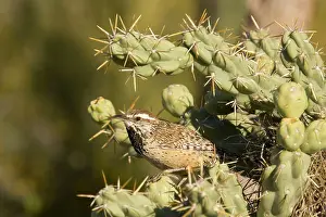 Cholla: Cactus Wren - At the entrance to its nest which