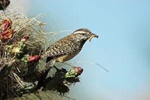Brunneicapillus: Cactus wren - at entrance to nest with food in bill