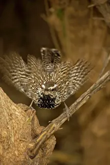Brunneicapillus: Cactus Wren - Female engaging in mating behavior