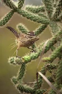 Builds: Cactus Wren - gathering materials to build nest