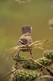 Builds: Cactus Wren - gathering materials to build nest