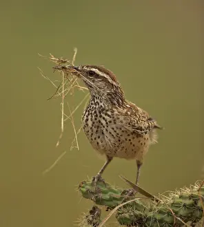 Builds: Cactus Wren - gathering materials to build nest