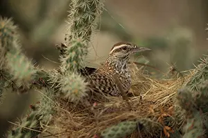 Builds: Cactus Wren - gathering materials to build nest