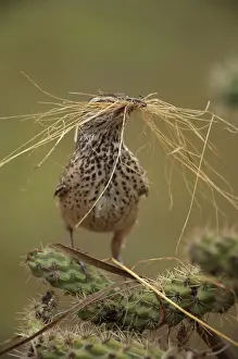 Builds: Cactus Wren - gathering materials to build nest