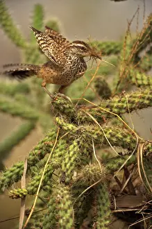 Builds: Cactus Wren - gathering materials to build nest
