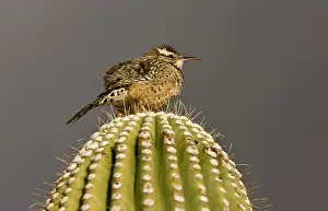 Brunneicapillus: Cactus Wren - on Giant Cactus (Saguaro)