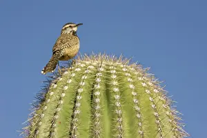 Saguaros: Cactus Wren - On the lookout on a Giant Saguaro