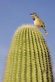 Saguaros: Cactus Wren - On the lookout on a Giant Saguaro