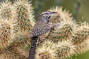 Cholla: Cactus Wren nest building in teddy bear cholla at