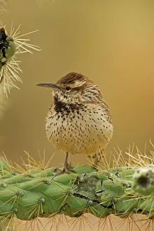 Cholla: Cactus Wren - perched on Cholla cactus (Opuntia spp.)
