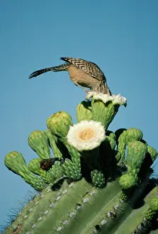 Saguaros: Cactus WREN - on Saguaro