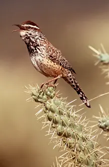 Cacti: CACTUS WREN - singing, on cactus
