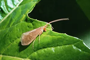 D. W. Greenslade: CADDIS FLY