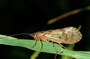 Caddis: CADDIS FLY