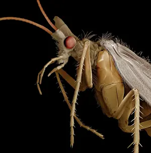 Microscope: Caddis Fly