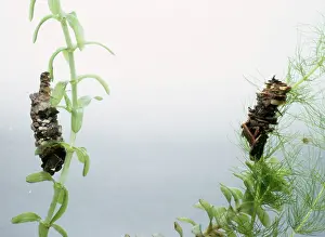 Emma Coghlan: CADDIS FLY LARVAE