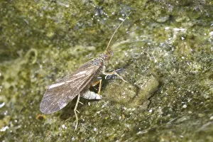 Caddisfly: Caddis fly laying eggs