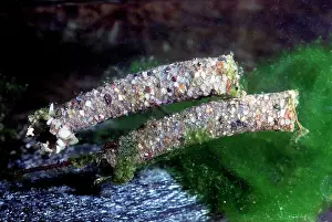 Caddisfly: Caddisflies larva, Trichoptera, captive, France