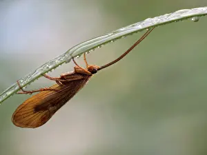 Vogelenzang: Caddisfly