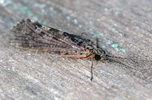 Caddisfly: Caddisfly Adult