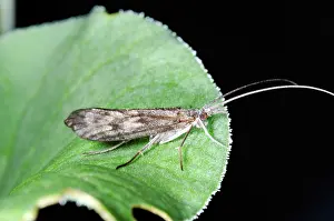 Caddisfly: Caddisfly Adult