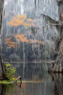 Flooded: Caddo Lake, Texas
