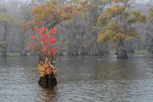 Flooded: Caddo Lake, Texas with Chinese tallow in fall color