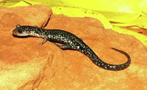 Arkansas: Caddo Mountain Salamander