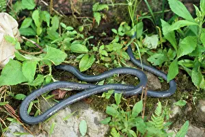 Caecilians: Caecilian
