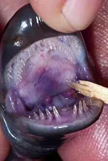Gymnophiona: Caecilian Mouth