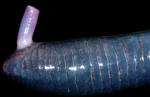 Gymnophiona: Caecilian Phallodeum