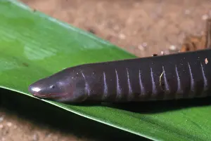 Gymnophiona: Caecilian Portrait