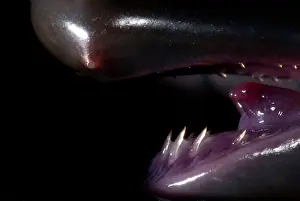Gymnophiona: Caecilian Teeth