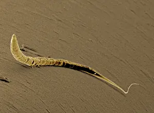 Microscope: Caenorhabditis elegans