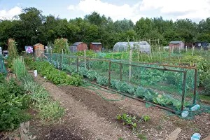 Allotment: Cages with netting protecting cabbages - on community