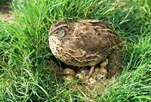 Quails: CAILLE QUAIL - on nest, with eggs